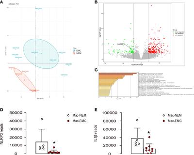 Loss of NLRP3 reduces oxidative stress and polarizes intratumor macrophages to attenuate immune attack on endometrial cancer